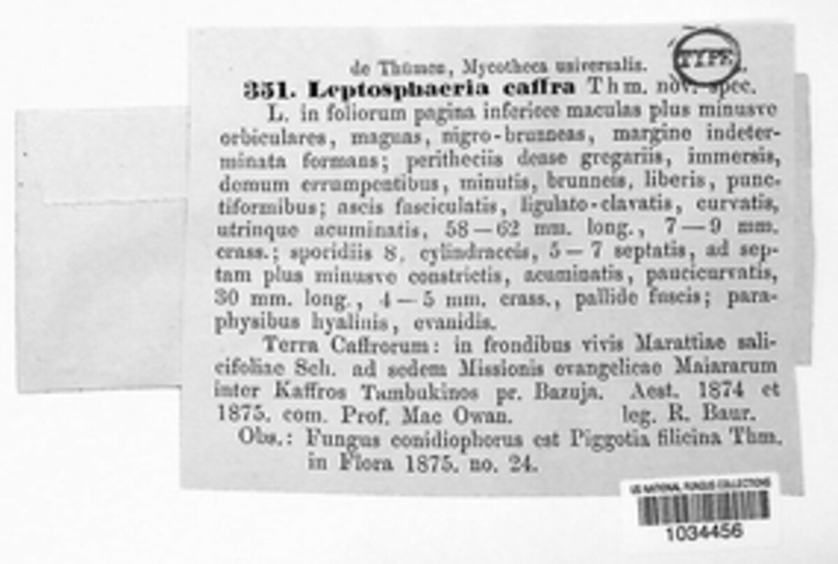 Metasphaeria caffra image